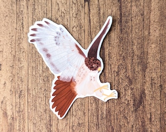 Red Tailed Hawk Vinyl Sticker - Water Resistant Laptop Decal