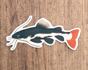 Red Tailed Catfish Vinyl Sticker - Water Resistant Fish Decal