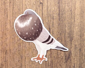 Norwich Cropper Pigeon Vinyl Sticker - Water Resistant Decal