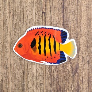 Flame Angelfish Vinyl Sticker - Water Resistant Laptop and Water Bottle Decal
