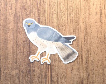Northern Harrier Vinyl Sticker - Water Resistant Laptop Decal