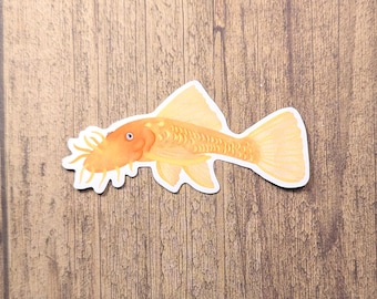 Bristlenose Pleco Plecostomus Fish Vinyl Sticker - Water Resistant Decal