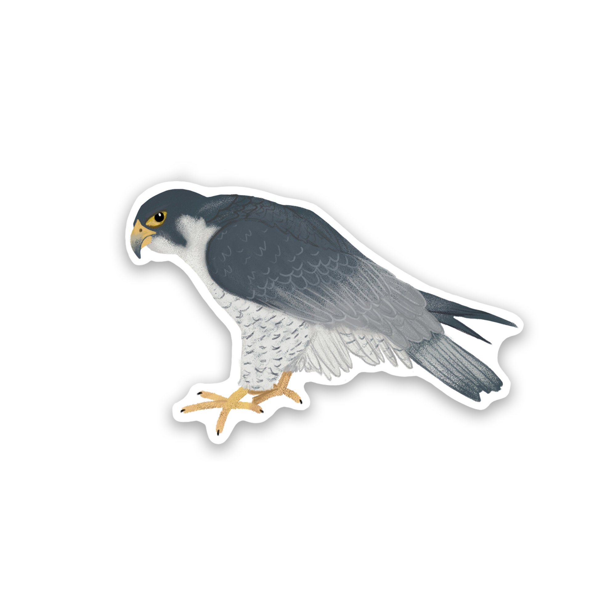 Peregrine Falcon Vinyl Sticker - Water Resistant Laptop Decal - Etsy