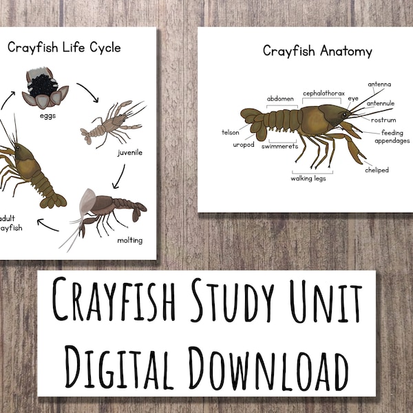 Printable Crayfish Study Unit - Montessori, Charlotte Mason, and Waldorf Inspired - Nature Homeschool - Digital Download