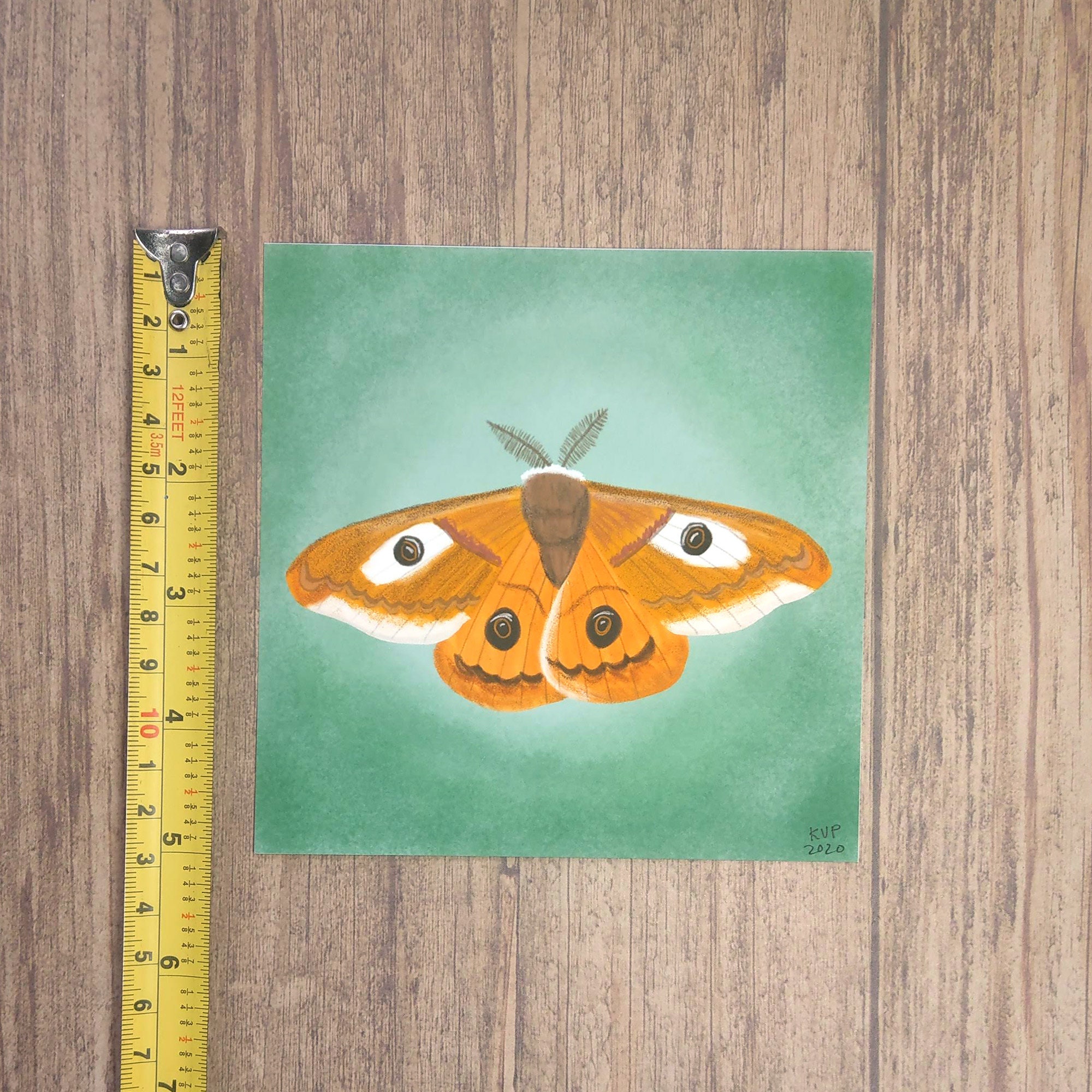Emperor Moth Illustration Wall Art Print - Etsy