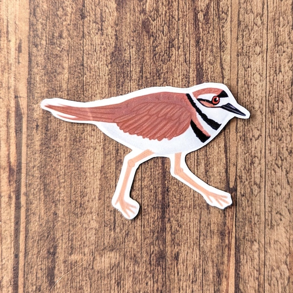 Killdeer Vinyl Sticker - Water Resistant Shorebird Laptop Decal