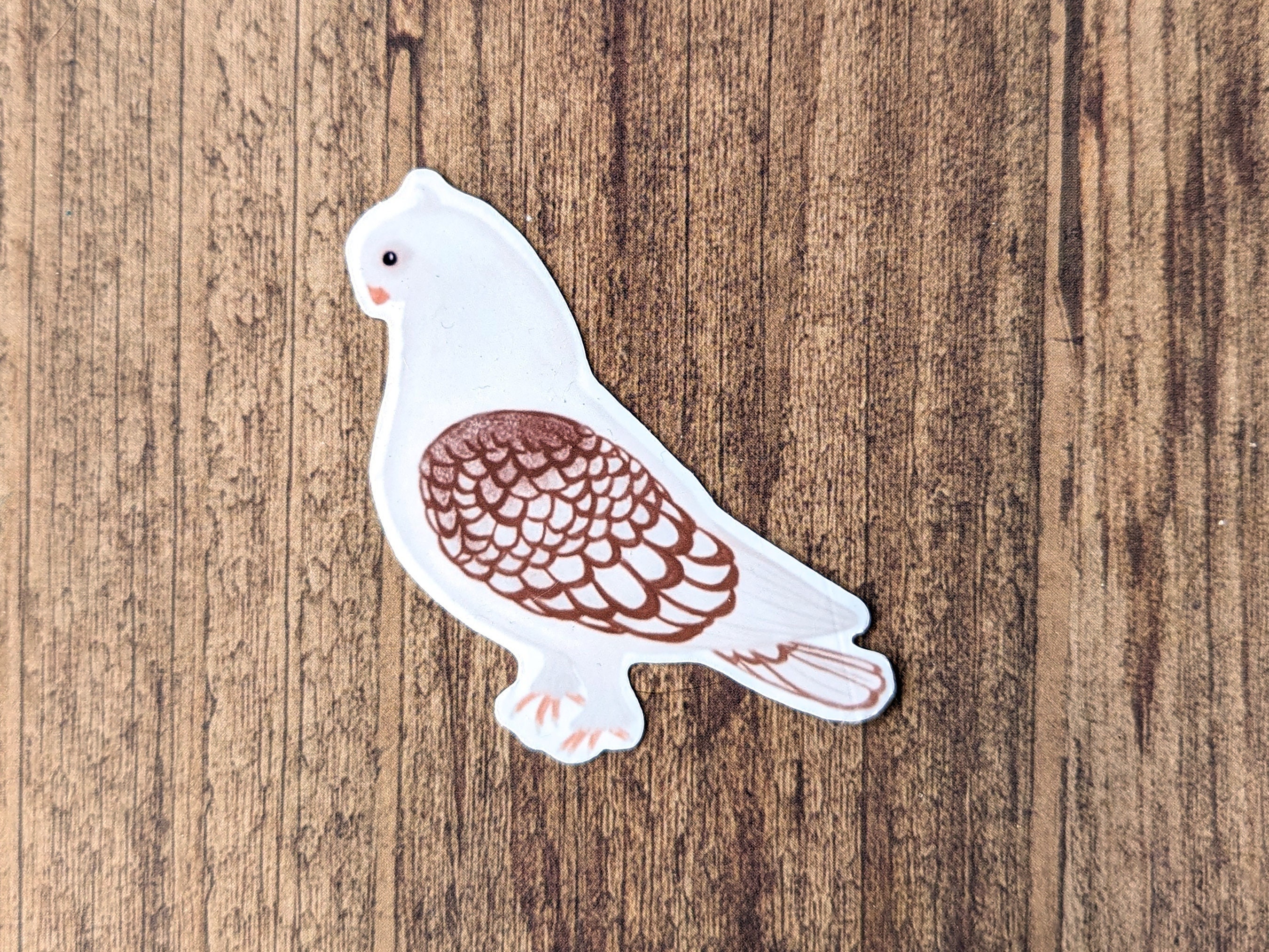 Discover 7 My Best Friends - Pigeons and pigeon breeds ideas | beautiful  birds, pet birds, pigeon pictures and more, image size:2700x2025