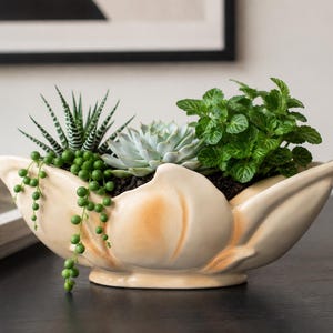 May include: A cream-colored ceramic planter shaped like an open flower petal, containing a variety of small green plants including a striped succulent, a rosette-shaped succulent, and a trailing string of pearls plant with small round leaves.