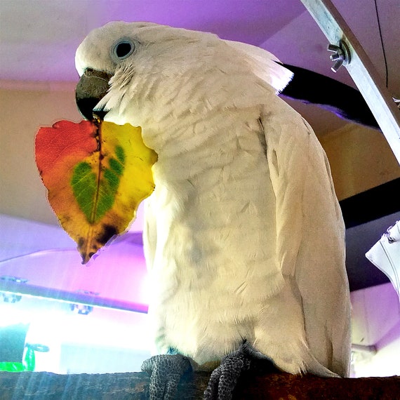 RARE! the Most Amazing Autumn Leaves You May Ever See! Dried Fall