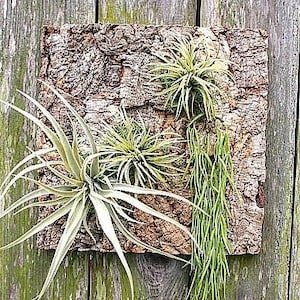 Natural Cork Panel for Air Plants Display 30 cm X 30 cm