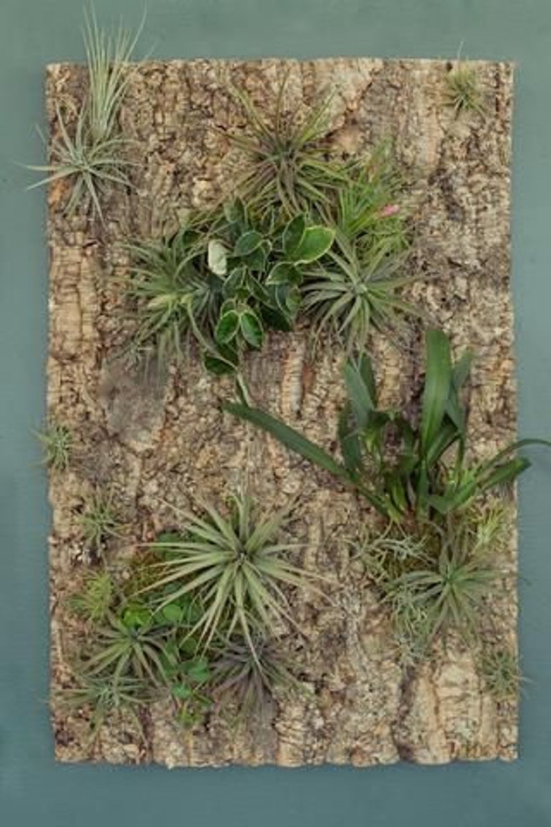 Natural Cork Tile Panel Background Wall 3D Reptile Terrarium Etsy
