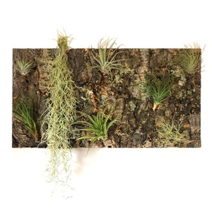 Azulejos de casca de cortiça virgem natural 60 x 30