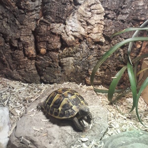 May include: A tortoise with a patterned shell of black and tan colors rests on a gray rock. The tortoise is in an enclosure with a textured, brown background and wood shavings. Green plants are visible in the background.
