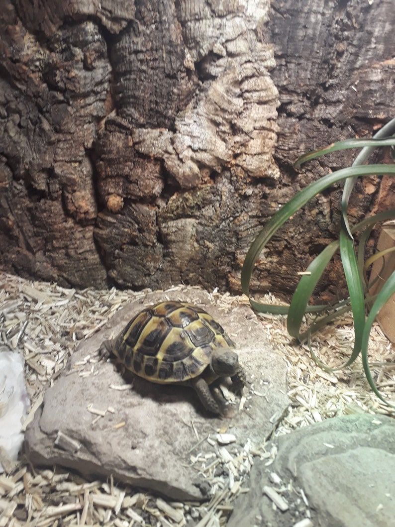 Natural Cork Tile Panel Background Wall 3D Reptile Terrarium Etsy