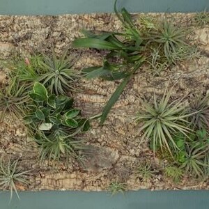 May include: A rectangular cork board with various air plants and greenery. The plants are a mix of green and gray-green, with spiky and leafy textures. The cork board has a rough, brown surface.