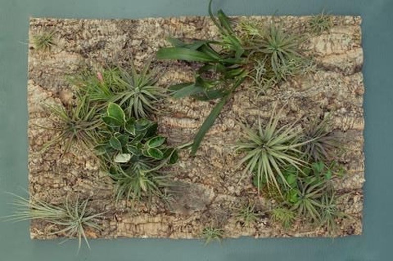 May include: A rectangular cork board with various air plants and greenery. The plants are a mix of green and gray-green, with spiky and leafy textures. The cork board has a rough, brown surface.