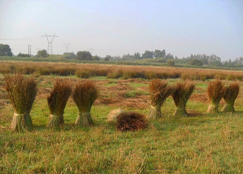 Natural Straw Reed Basket Bag