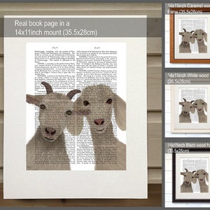 May include: Two white goats with brown eyes and noses are looking at the camera. The goats are printed on a book page with text in black and white. The image is framed in three different colours: caramel, white, and black. Each frame is 14 inches by 11 inches (35.5 cm by 28 cm).