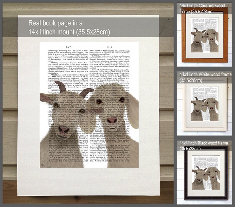 May include: Two white goats with brown eyes and noses are looking at the camera. The goats are printed on a book page with text in black and white. The image is framed in three different colours: caramel, white, and black. Each frame is 14 inches by 11 inches (35.5 cm by 28 cm).