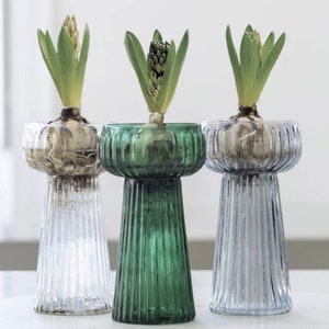 May include: Three glass vases with ribbed detailing, each holding a hyacinth bulb with green leaves. One vase is clear, one is green, and one is a light blue-grey. The vases have a bulbous top and a flared base.