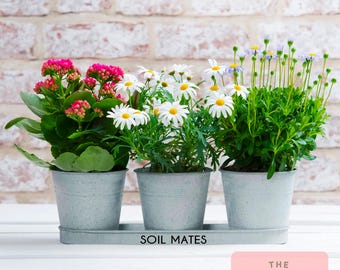 Personalisiertes Metall Planter Set: Geschenk zum 10-jährigen Jubiläum