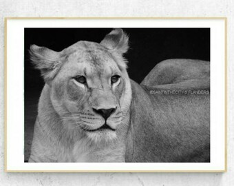 Fotografía de León, León arte, Leona fotografía, León decoración, fotografía de naturaleza, arte de pared de León, Safari arte, fotografía de vida silvestre, decoración de selva