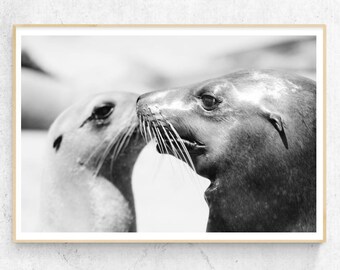 Arte de San Diego, Fotografía de leones marinos, Arte de La Jolla, Arte de California, Fotografía de animales en blanco y negro, Impresión de leones marinos, Arte de vida marina, Playa