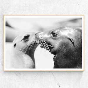 San Diego Art, Sea Lion Photography, La Jolla Art, California Art, Black and White Animal Photography, Sea Lion Print,  Sea Life Art, Beach