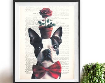 Boston Terrier with rose flower, cute funny dog, paris antique print, french vintage,  adorable print,valentine print, heart, love gift