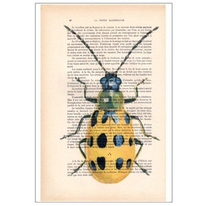 Beetle 09, insect, insect art, nature deco, beetle print, vintage beetle, scarabée, love beetles, vintage paper
