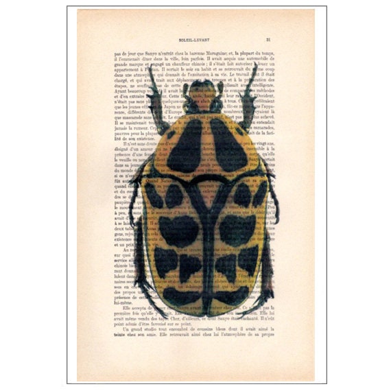 Beetle 06, Insecte, Art Des Insectes, Déco Nature, Imprimé Scarabée, Scarabée Vintage, Coléoptères d