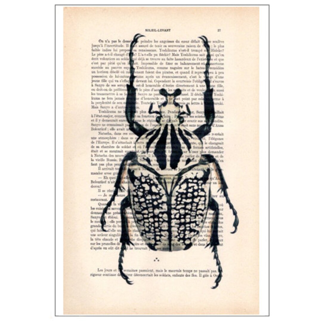 Beetle 08, Insect, Insect Art, Nature Deco, Beetle Print, Vintage ...