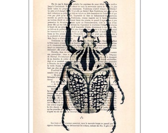 Beetle 08, insect, insect art, nature deco, beetle print, vintage beetle, scarabée, love beetles, vintage paper