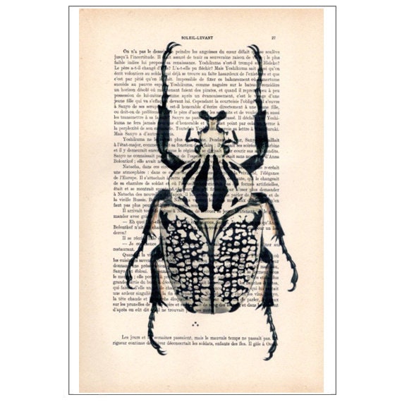 Beetle 08, Insecte, Art Des Insectes, Déco Nature, Imprimé Scarabée, Scarabée Vintage, Scarabées d'a