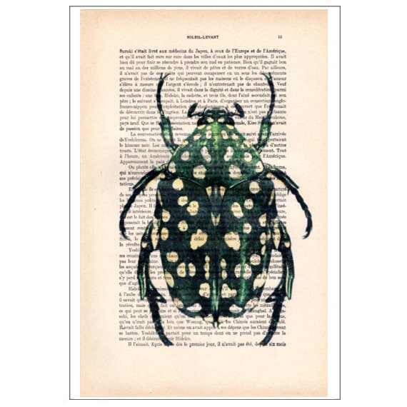 Beetle 07, Insecte, Insect Art, Nature Déco, Imprimé Scarabée, Scarabée Vintage, Love Beetles, Papie