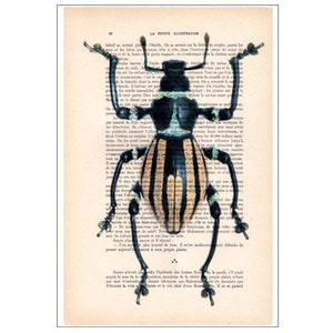 Beetle 10, insect, insect art, nature deco, beetle print, vintage beetle, scarabée, love beetles, vintage paper
