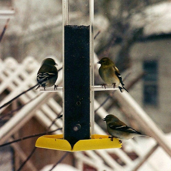 Peter's Feeders T-02 Finch Feeder: Feeds more birds and saves more seed by using a tray