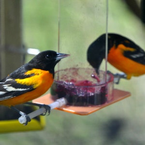 Oriole Jelly Feeder OR-1J by Peter's Feeders: Feed orioles delicious jelly all summer long