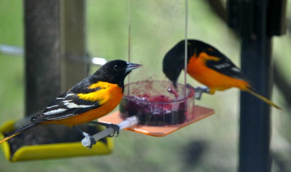 Oriole Jelly Feeder Or 1j By Peter S Feeders Feed Orioles Etsy