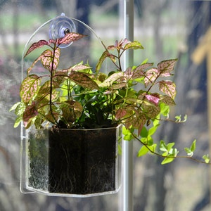 Window Planter Grow Plants Indoors and Outdoors from Your Window or Wall image 2