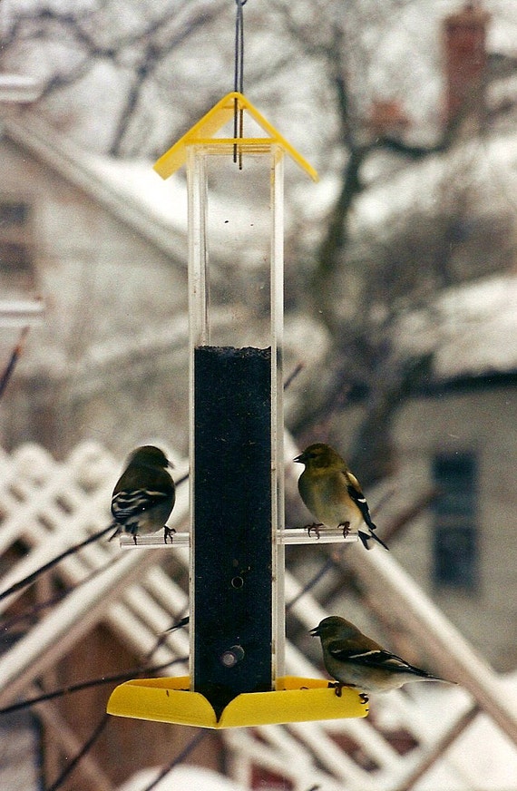 Peter S Feeders T 02 Finch Feeder Feeds More Birds And Etsy