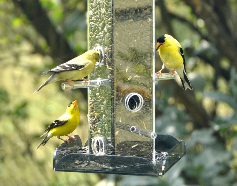 Sunflower All Purpose Feeder S-11: Versatile feeder for any seed so you can attract the widest variety of wild birds image 5