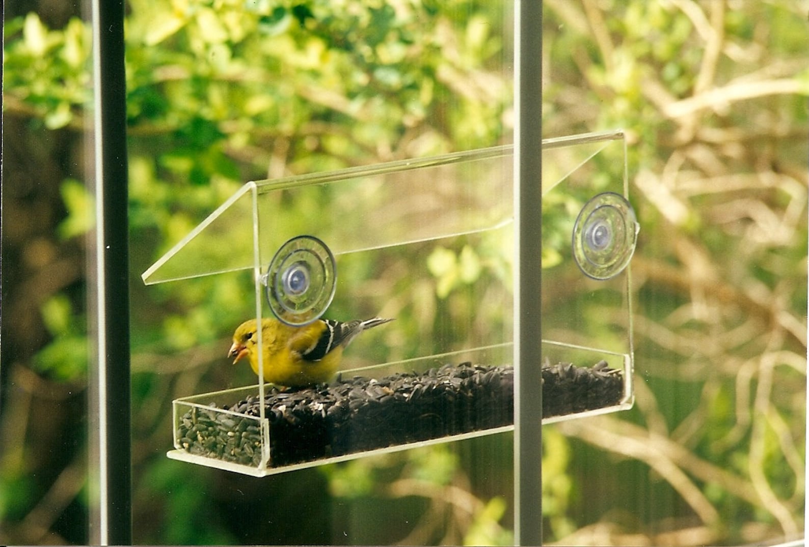 Clear Acrylic Window Bird Feeder: Close-Up Bird Watching