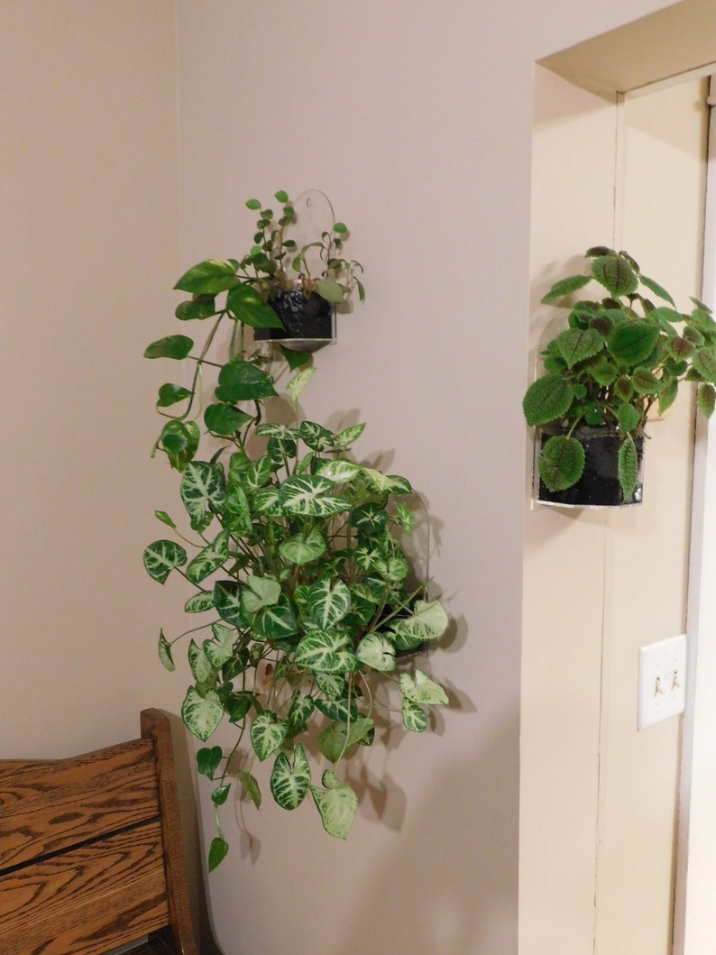 Window Planter Grow Plants Indoors and Outdoors from Your Window or Wall image 5