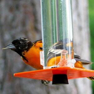 Oriole Feeder OR-1 by Peter's Feeders: This oriole feeder attracts birds like a magnet. image 3