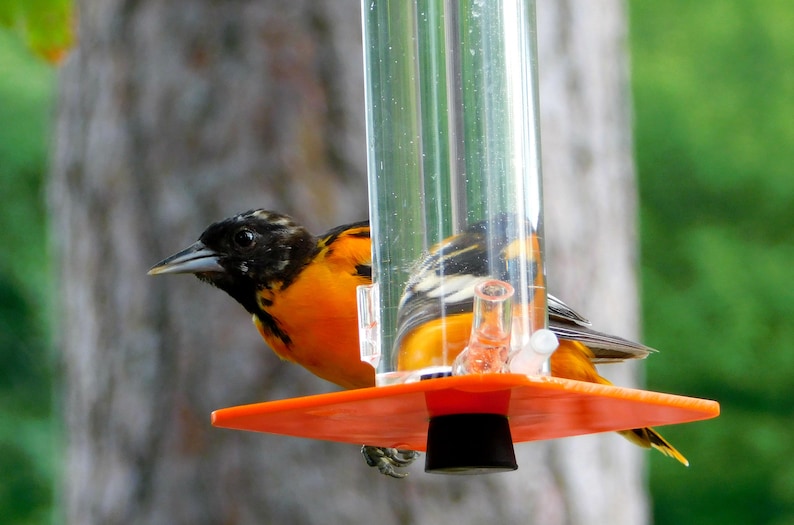 Oriole Feeder OR-1 by Peter's Feeders: This oriole feeder attracts birds like a magnet. image 3