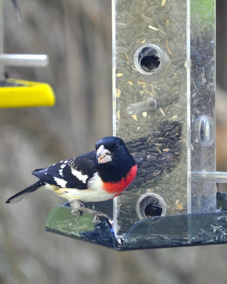 Sunflower All Purpose Feeder S-11: Versatile feeder for any seed so you can attract the widest variety of wild birds image 3