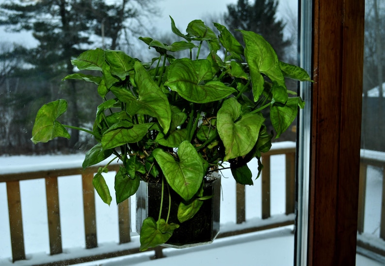 Window Planter Grow Plants Indoors and Outdoors from Your Window or Wall image 3