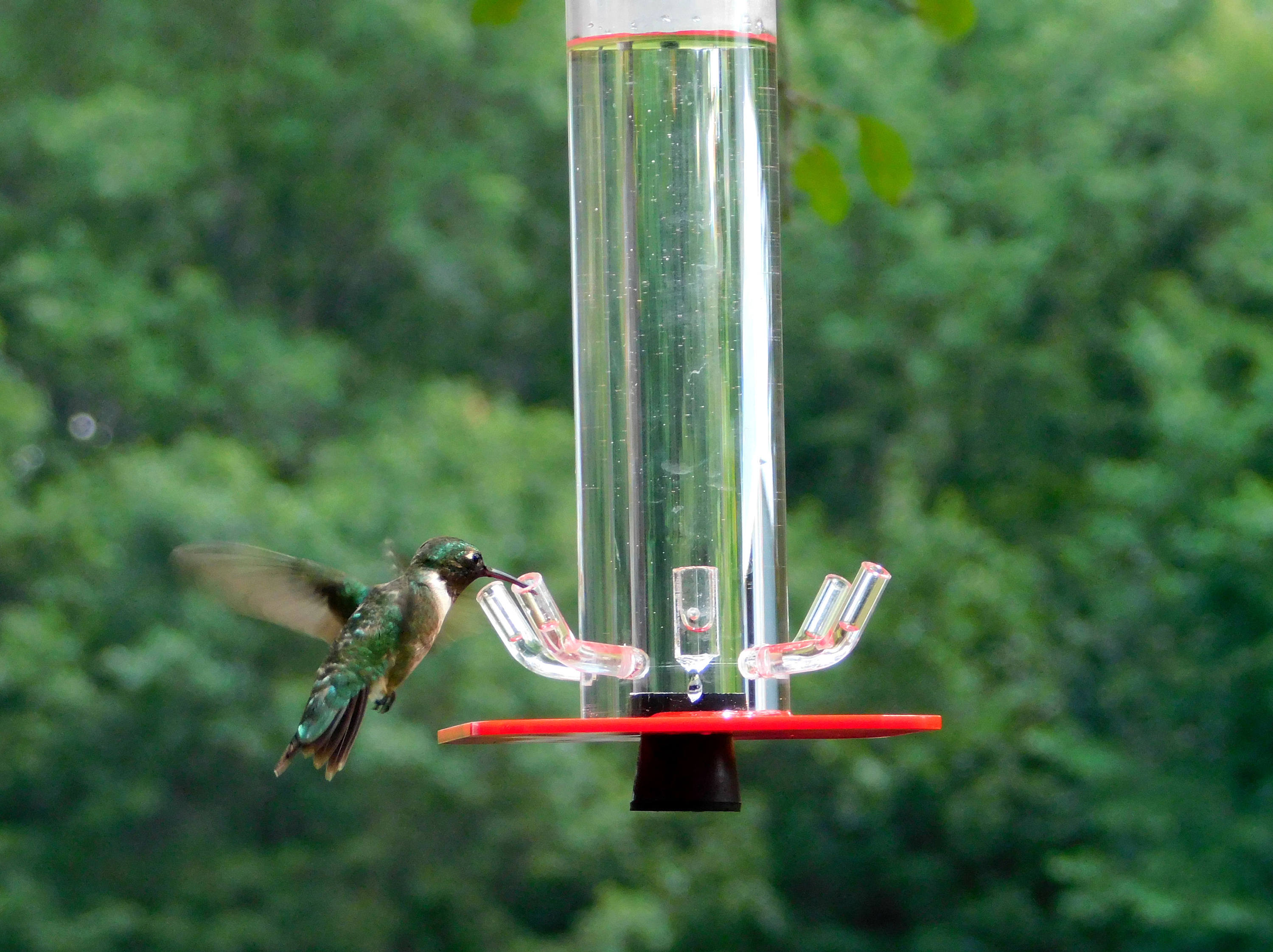 Hummingbird Feeder HB-1 by Peter's Feeders: the Unique - Etsy