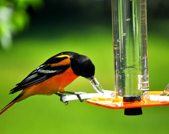 Oriole Futterhäuschen OR-1 von Peter's Feeders: Dieses Pirol Futterhäuschen zieht Vögel an wie ein Magnet.